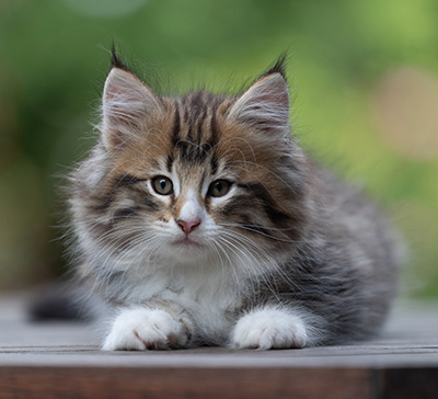 Barthold - 8 weeks old