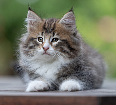 Barthold - 8 weeks old