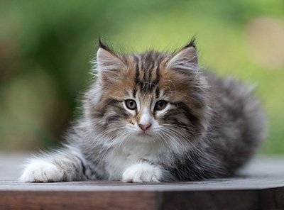 Barthold - 8 weeks old