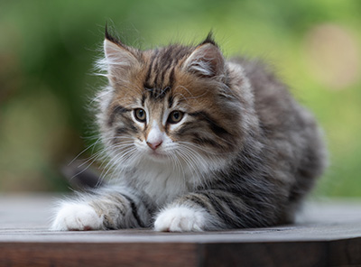 Barthold - 8 weeks old