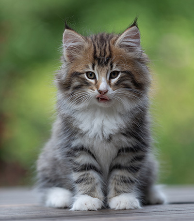 Barthold - 8 weeks old