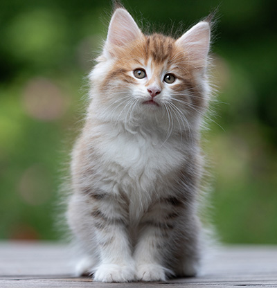 Bendikt - 8 weeks old