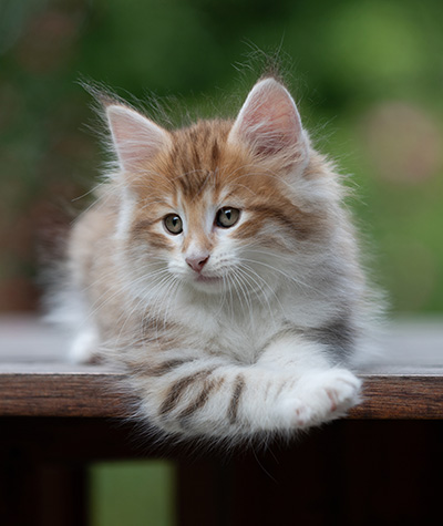 Bendikt - 8 weeks old