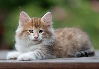 Bendikt - 8 weeks old