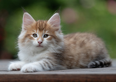 Bendikt - 8 weeks old