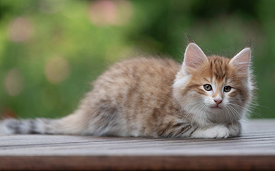 Bendikt - 8 weeks old