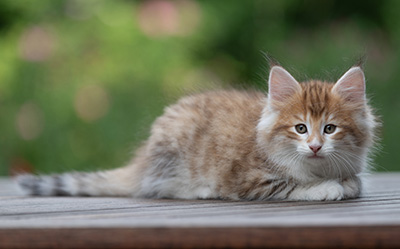 Bendikt - 8 weeks old