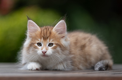 Bendikt - 8 weeks old