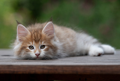 Bendikt - 8 weeks old