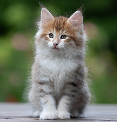 Bendikt - 8 weeks old