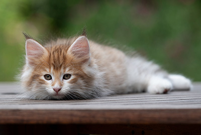 Bendikt - 8 weeks old