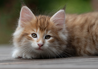 Bendikt - 8 weeks old