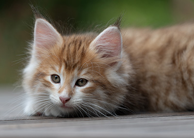 Bendikt - 8 weeks old
