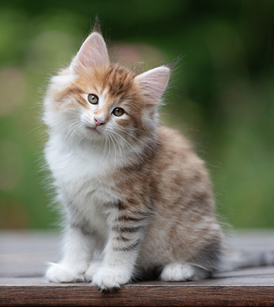 Bendikt - 8 weeks old