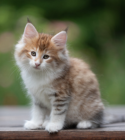 Bendikt - 8 weeks old