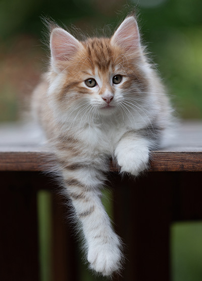 Bendikt - 8 weeks old