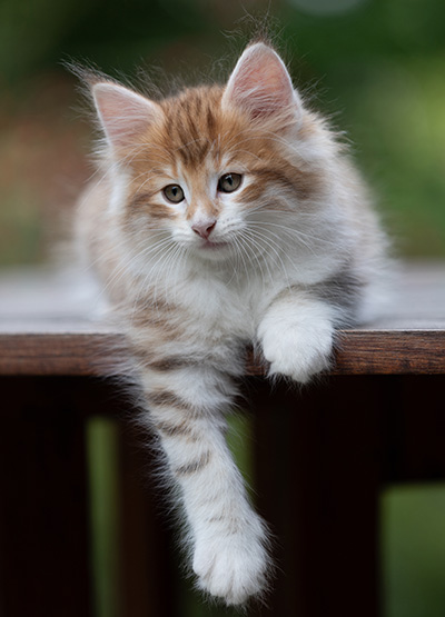 Bendikt - 8 weeks old