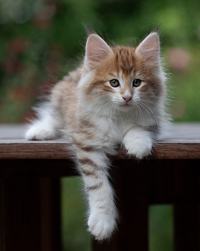 Bendikt - 8 weeks old