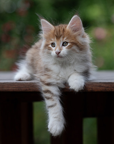 Bendikt - 8 weeks old
