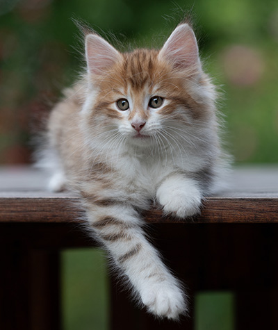 Bendikt - 8 weeks old