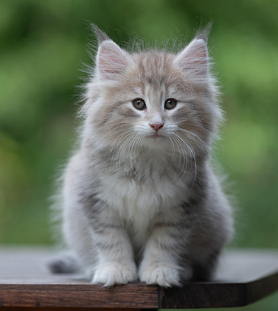 Benneth - 8 weeks old