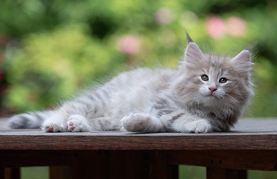 Benneth - 8 weeks old