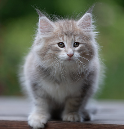 Benneth - 8 weeks old