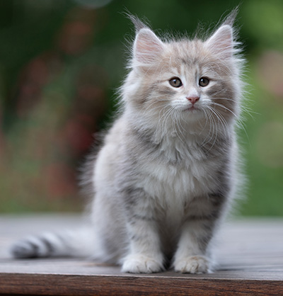 Benneth - 8 weeks old