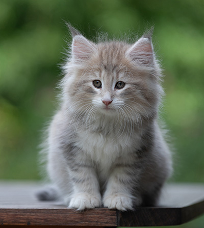 Benneth - 8 weeks old