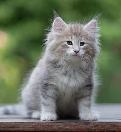 Benneth - 8 weeks old
