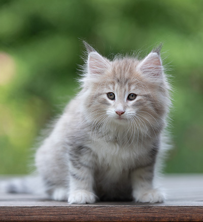 Benneth - 8 weeks old