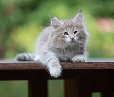 Benneth - 8 weeks old