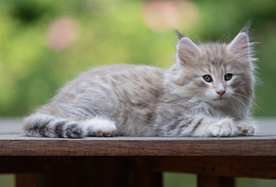 Benneth - 8 weeks old