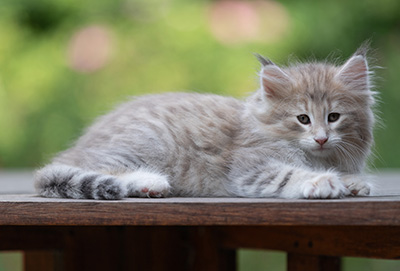 Benneth - 8 weeks old