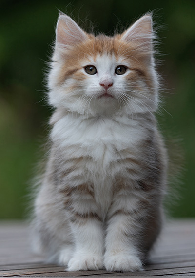 Berith - 8 weeks old
