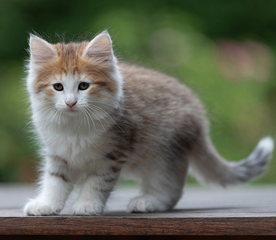 Berith - 8 weeks old
