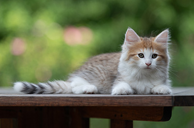 Berith - 8 weeks old