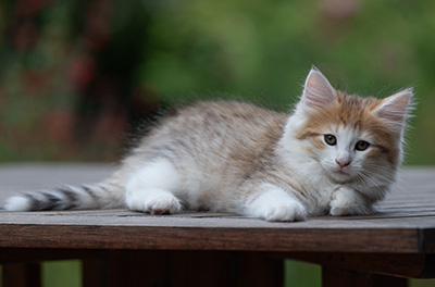 Berith - 8 weeks old