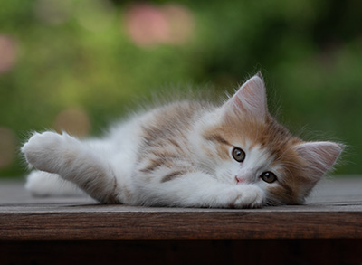 Berith - 8 weeks old