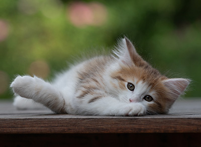 Berith - 8 weeks old