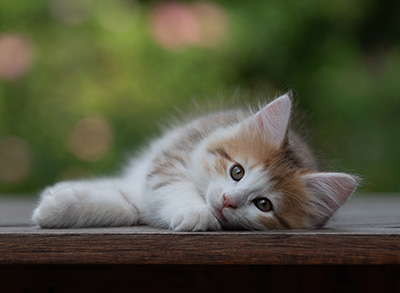Berith - 8 weeks old