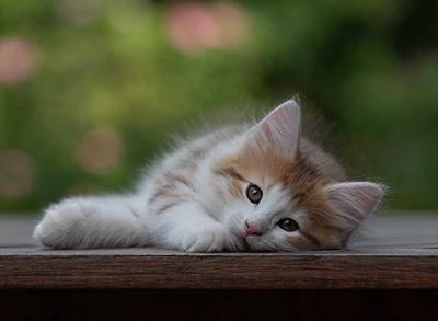 Berith - 8 weeks old
