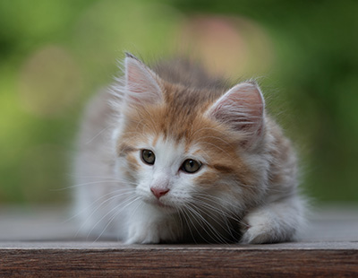 Berith - 8 weeks old