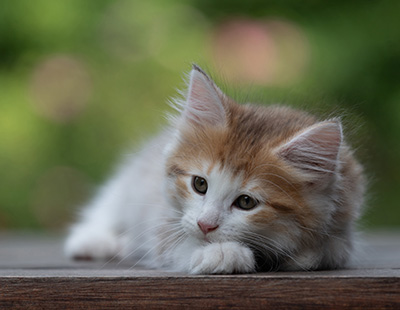 Berith - 8 weeks old