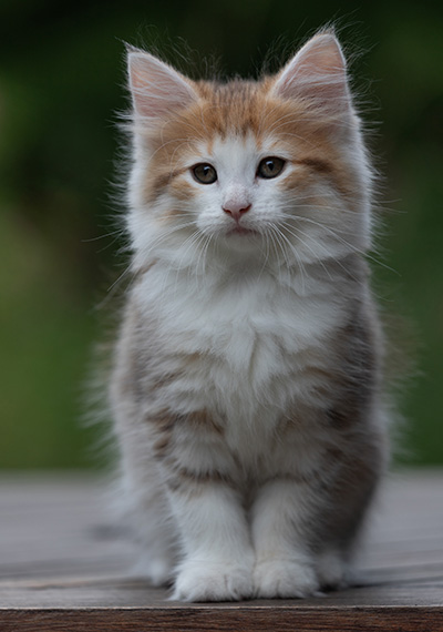 Berith - 8 weeks old