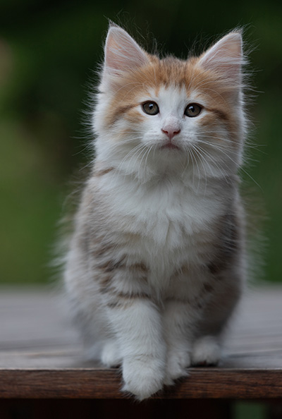 Berith - 8 weeks old