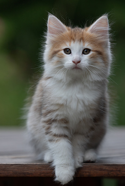 Berith - 8 weeks old