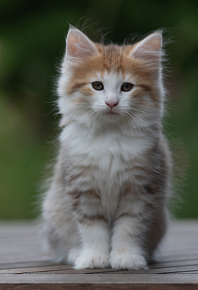 Berith - 8 weeks old