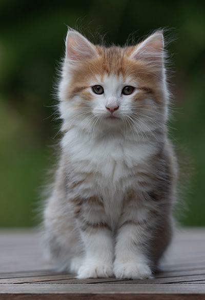 Berith - 8 weeks old