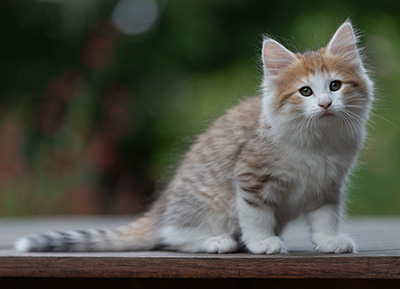 Berith - 8 weeks old